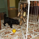 Jingle bells Jingle bells rinkelen helemaal