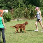Obedience workshops - Dog Land