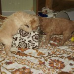 Wat staat er op die doos