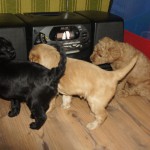 we houden van het geluid dat uit deze box komt