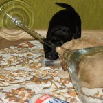 wat zit er in die doos