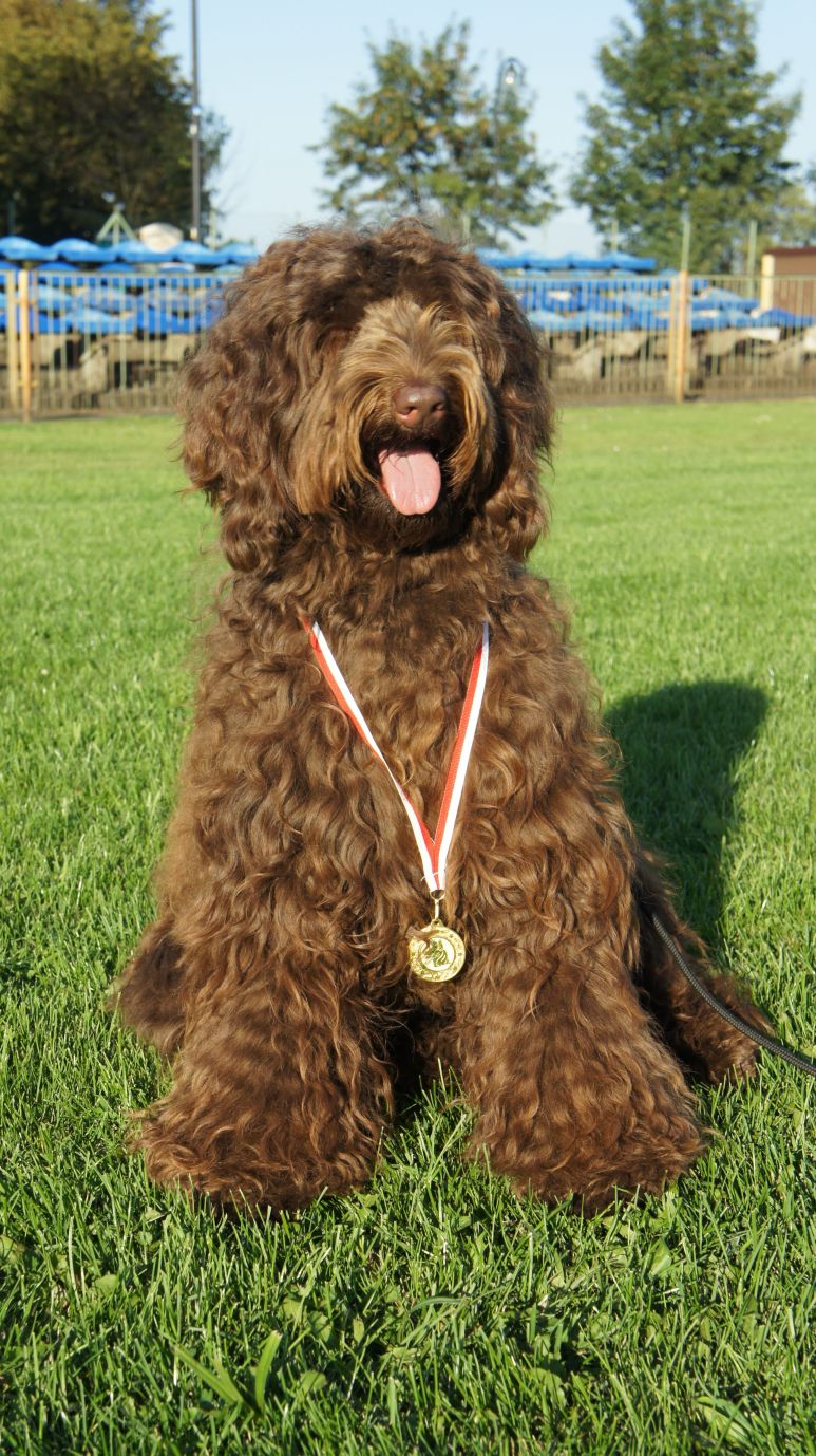 Labradoodles, Gala with medal