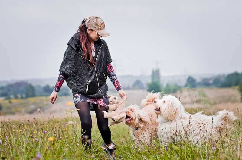 Hodowla Australijskich Labradoodle