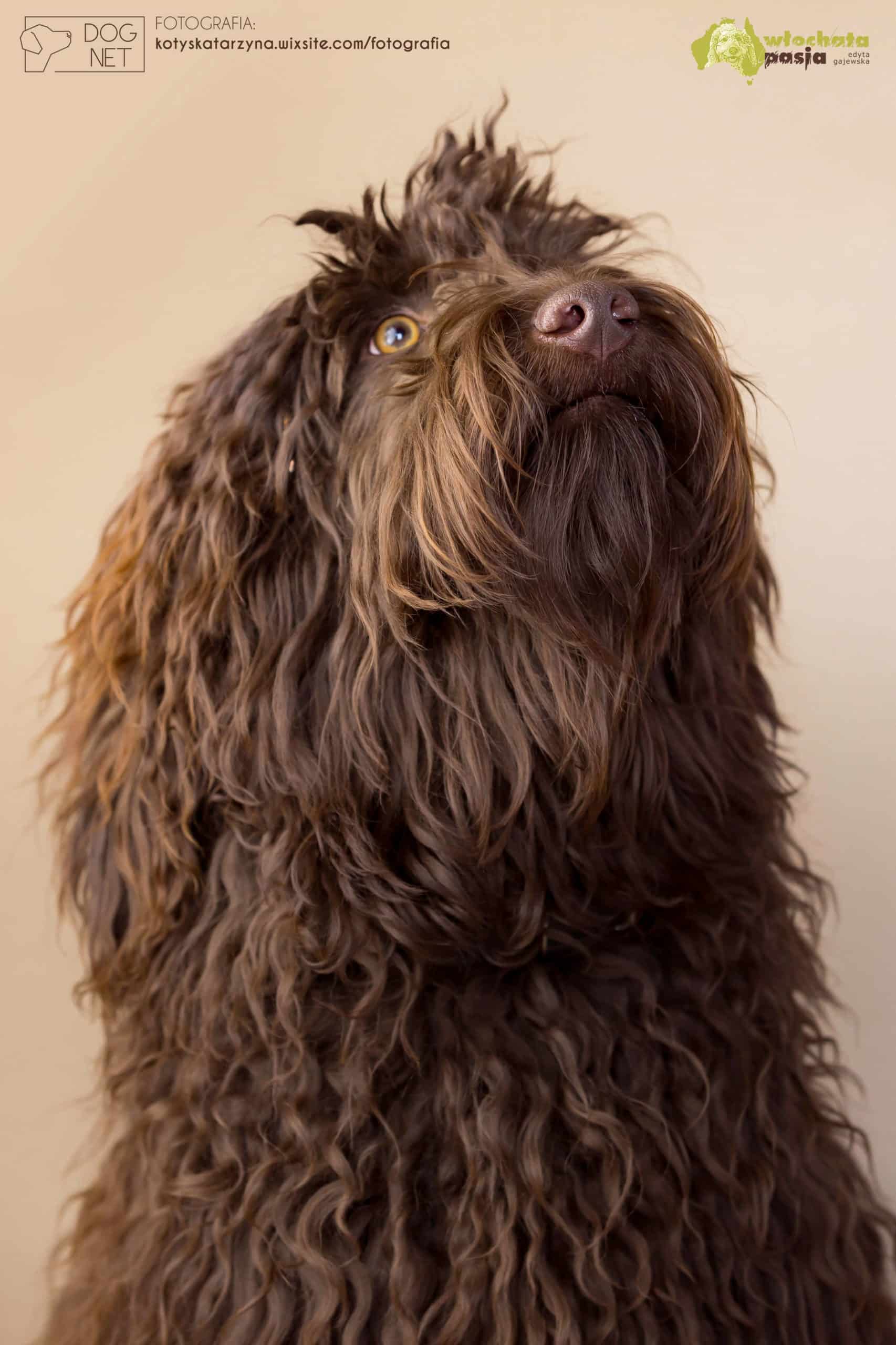 Włochata Pasja Nova