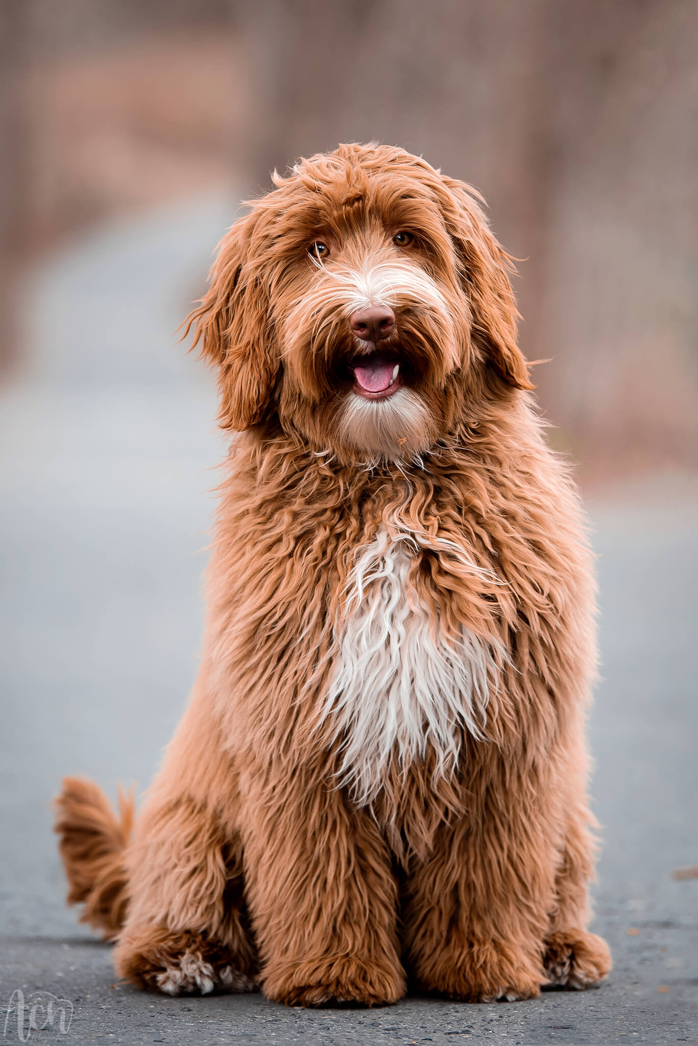 Włochata Pasja Unique Barcelona