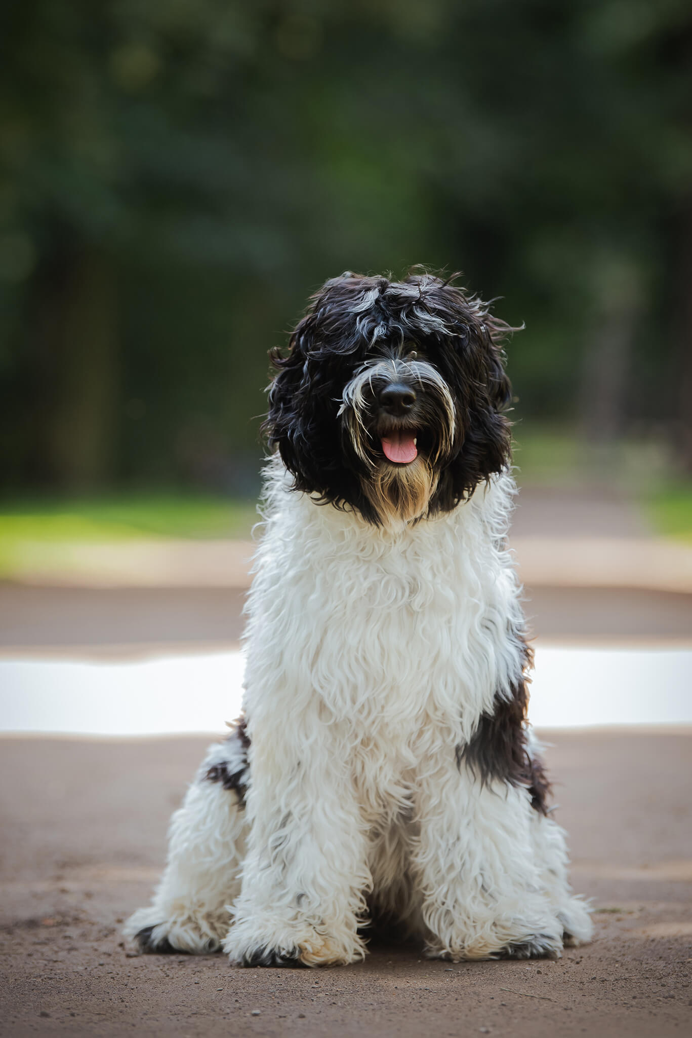 Sessan’s Isabell (MuMu)