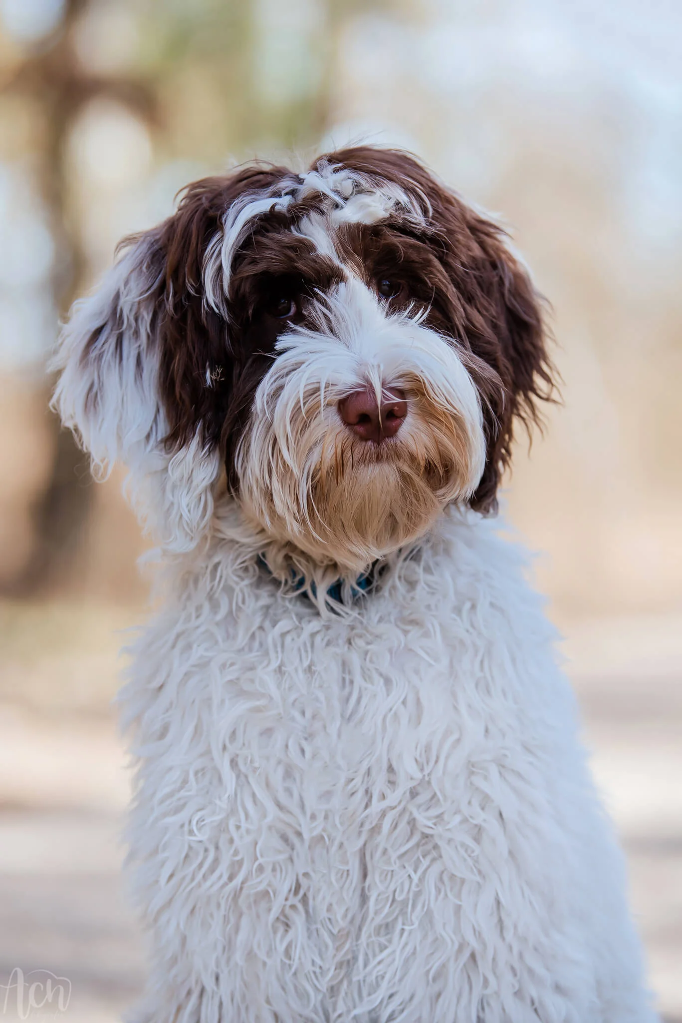 Doodlehof`s Novelty Oreo