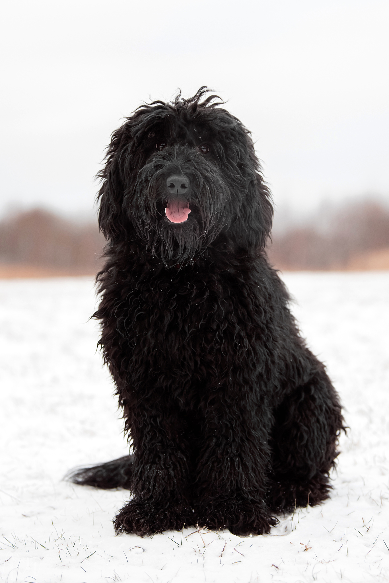 Wlochata Pasja Devil Wears Prada