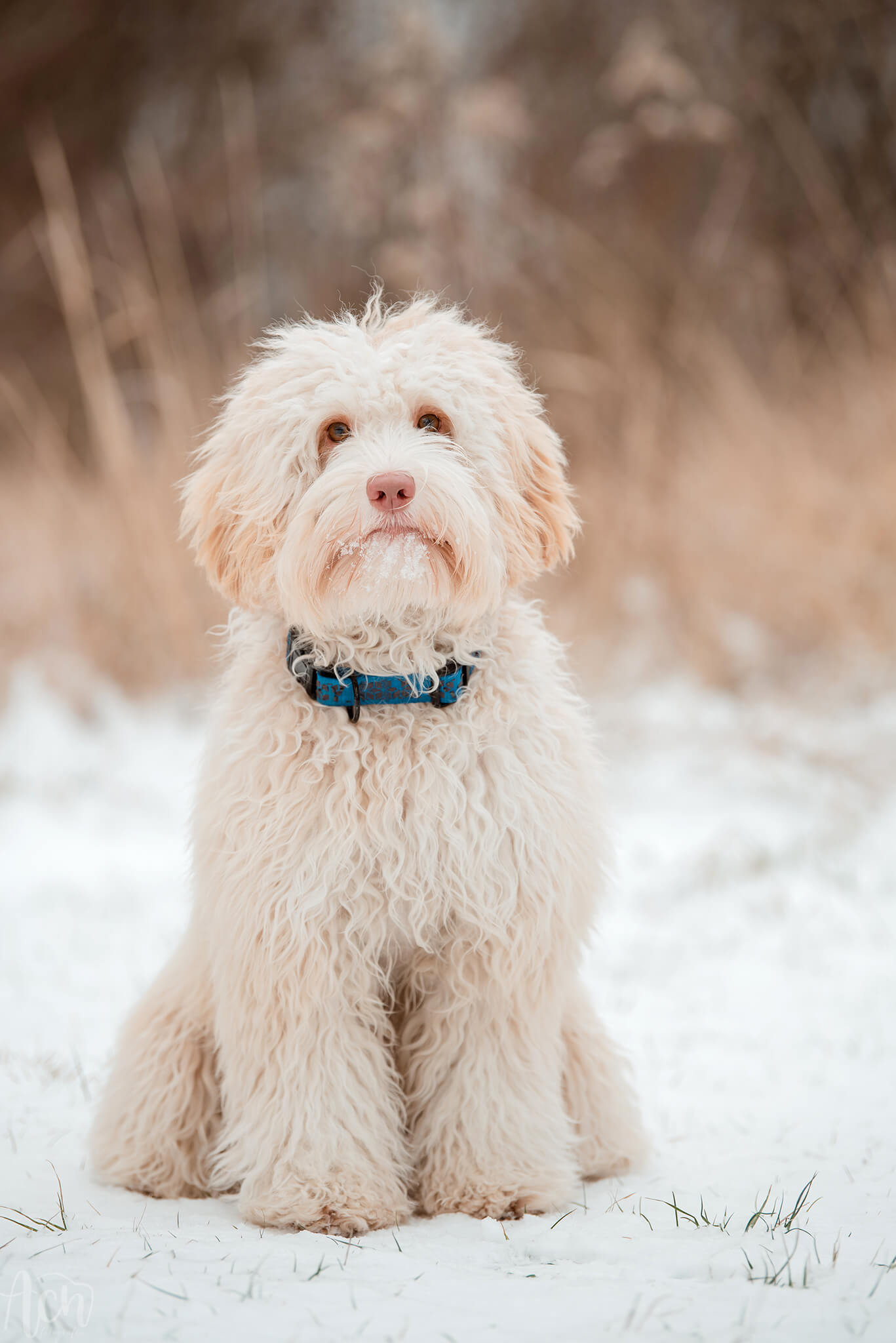 Sessan's Lilo "Ricotta"