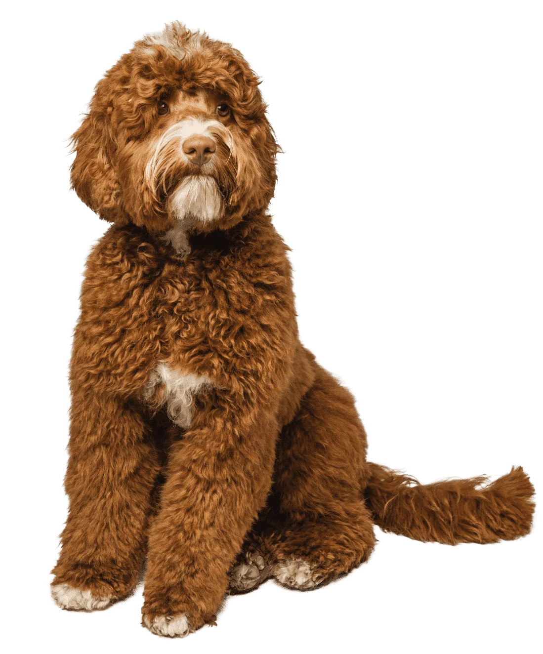 Hunky Dory Swarovski