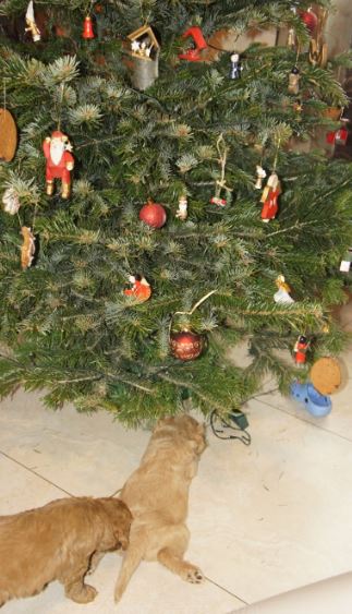 Labrador kerstboom