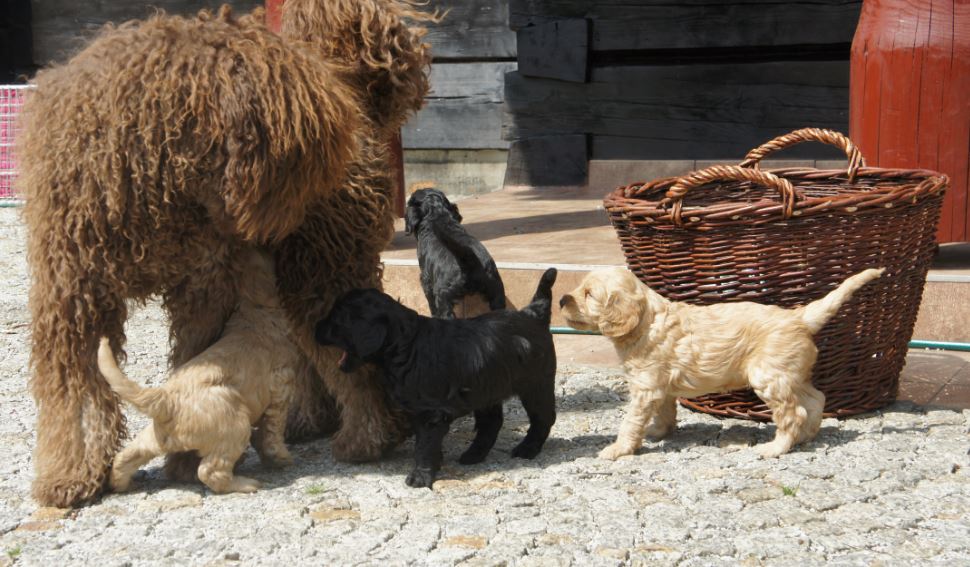 Labradoodles, other dogs
