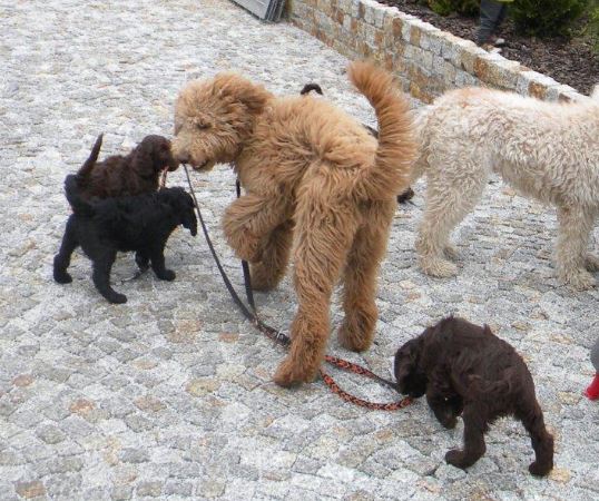 Labradoodles and other dogs
