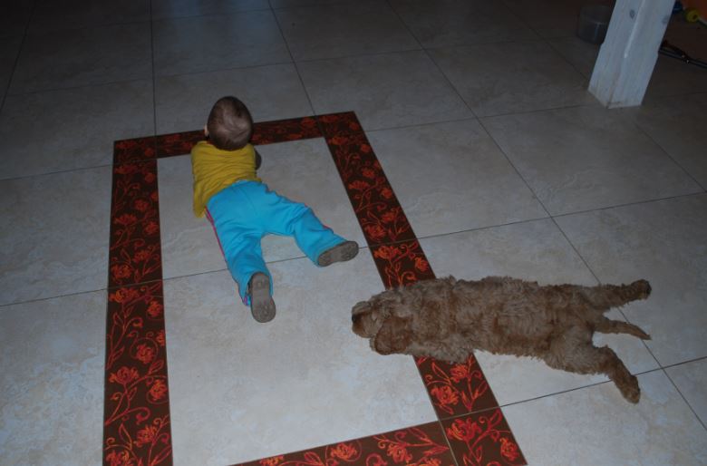 Labradoodle, I can do it too