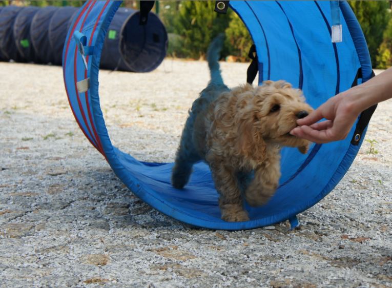 Labradoodle Tunnel