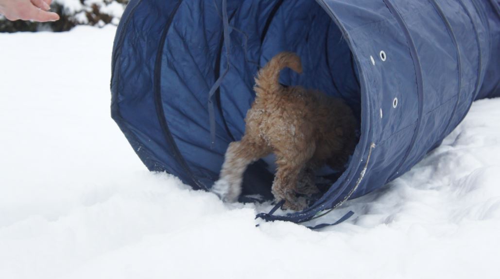 Labradoodle tunnel