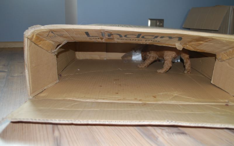Labradoodle in a box