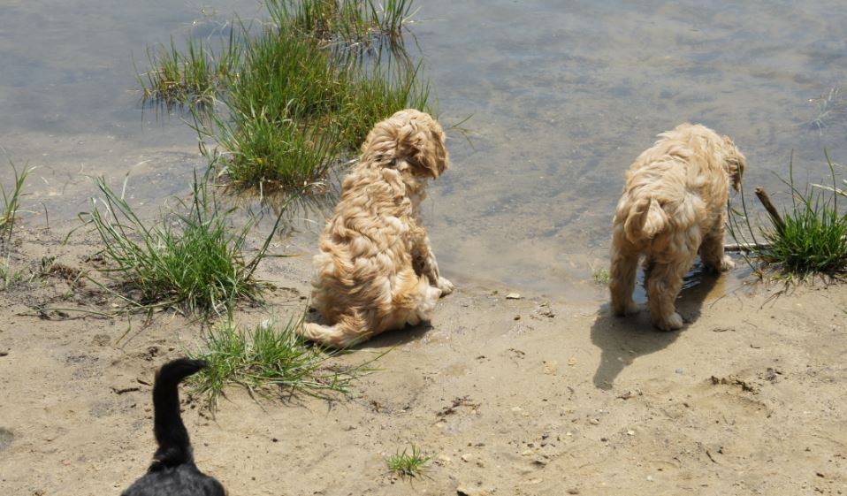 Labradoodle in the water