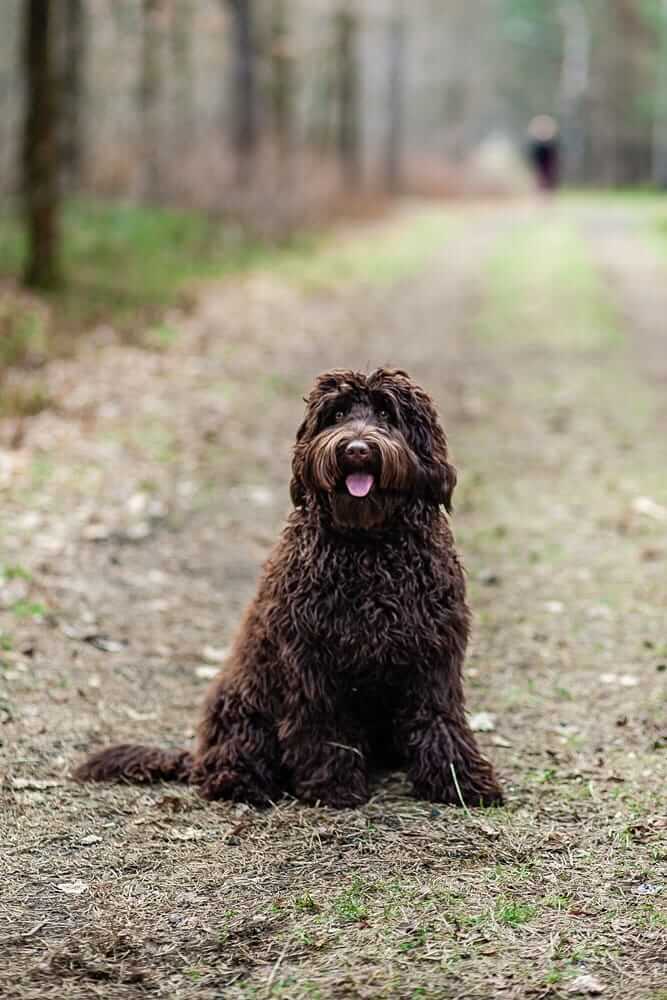 Włochata Pasja Keen Mija