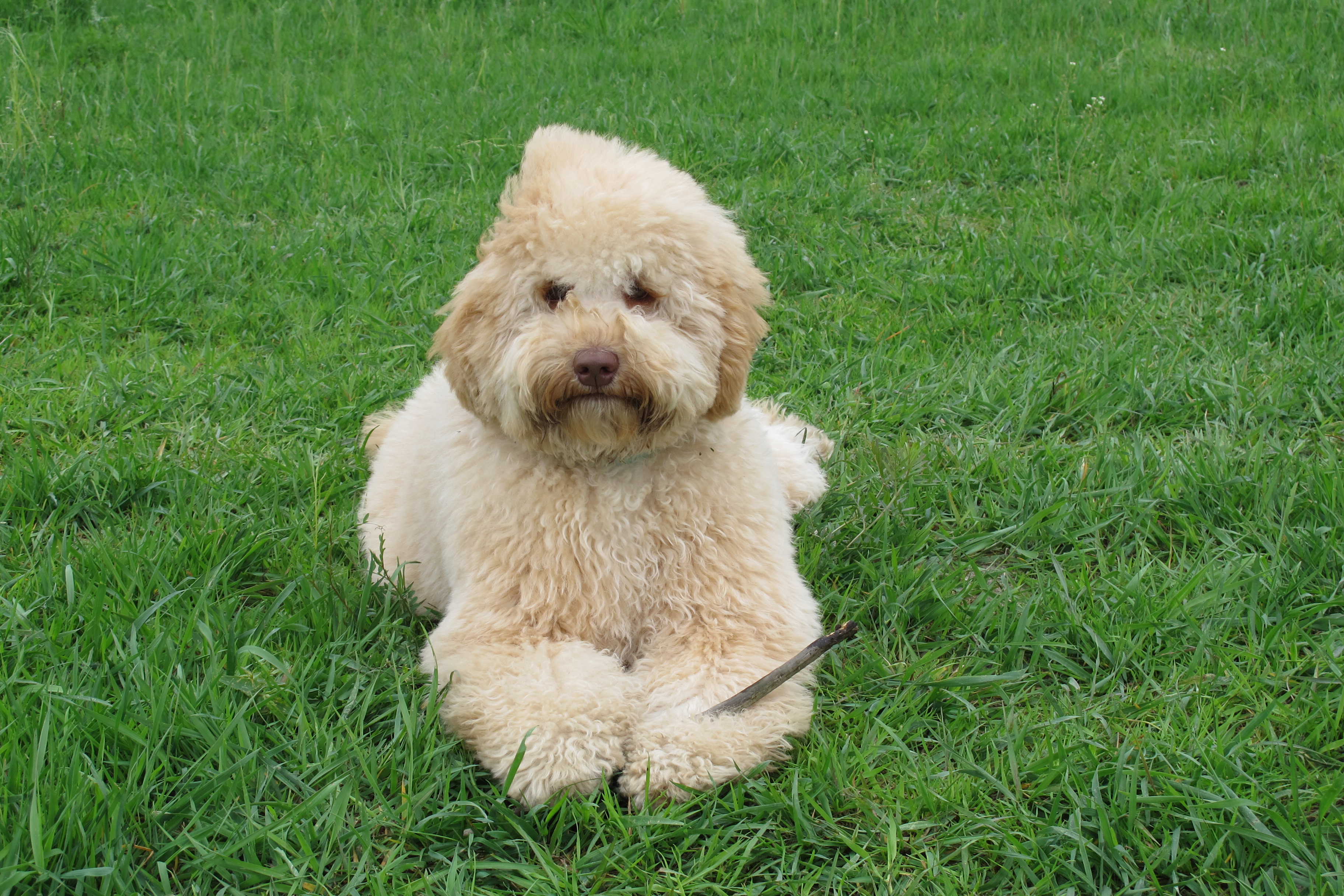 THE STORY OF AN AUTHENTIC AUSTRALIAN LABRADOODLE