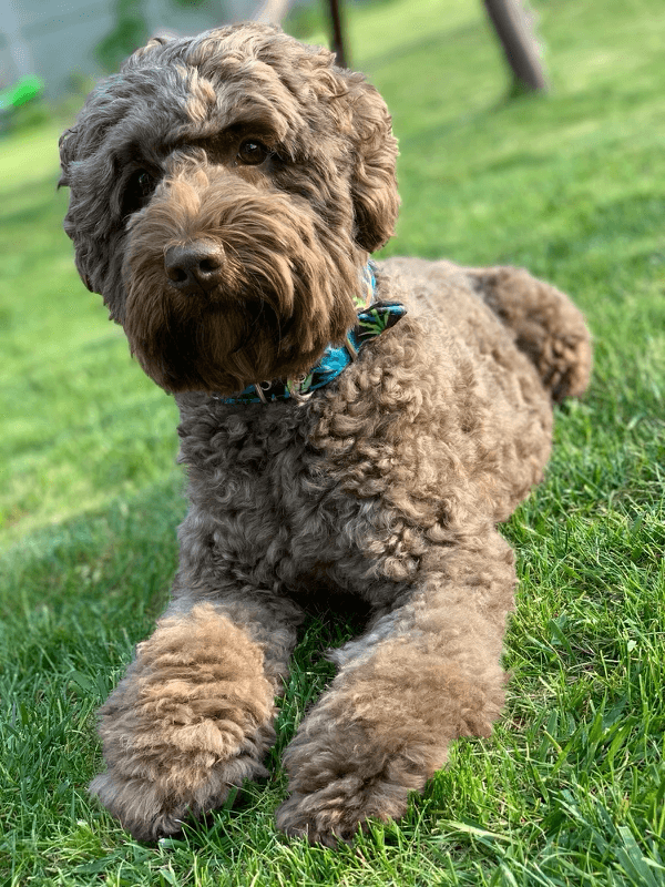 Sessans Waylon "Donnic"