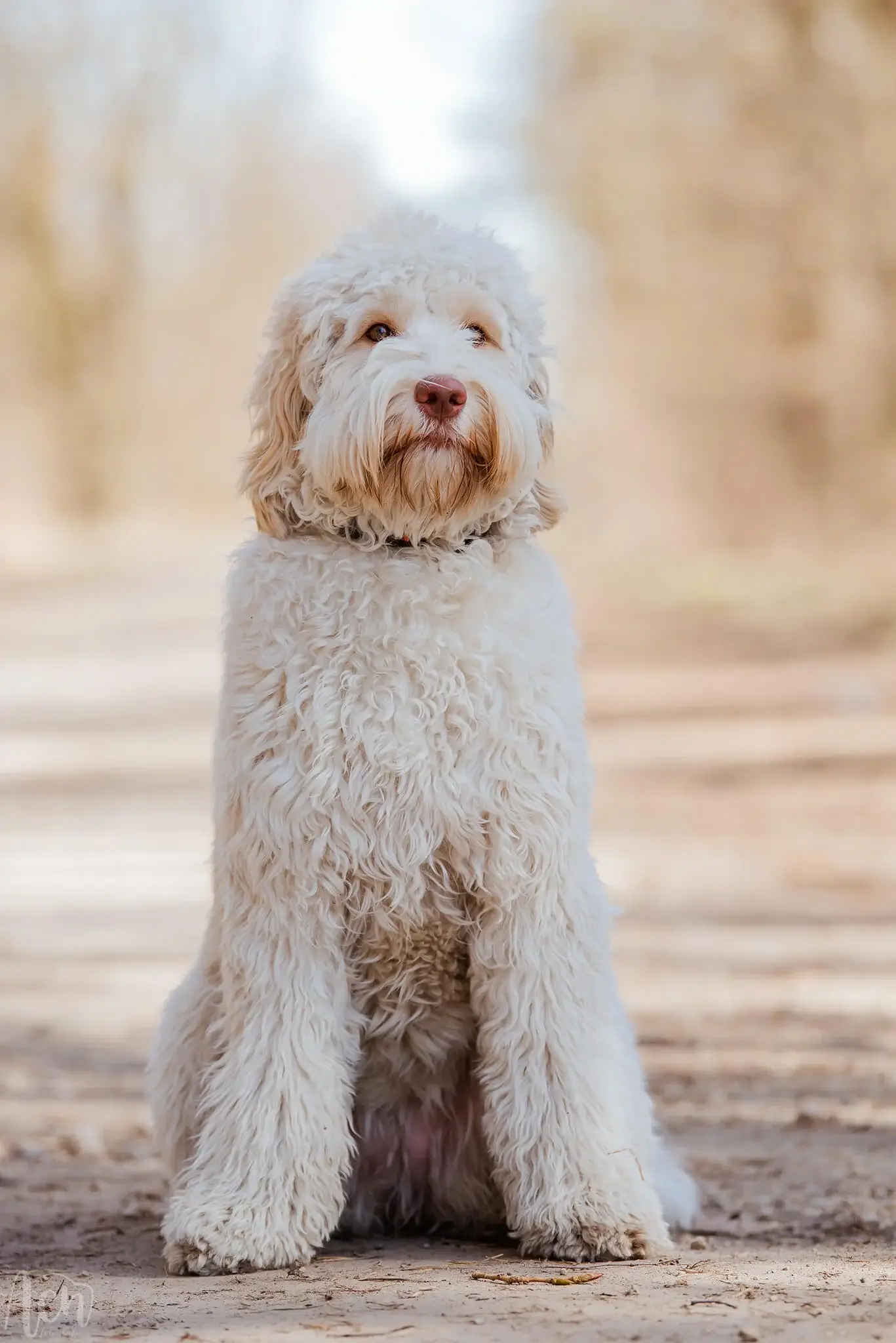 Wlochata Pasja Obedient Molly